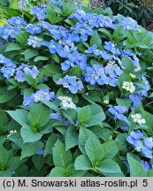 Hydrangea macrophylla Sugar Baby