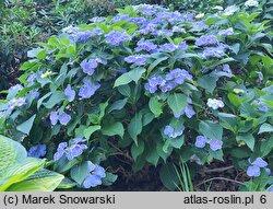 Hydrangea macrophylla Sugar Baby