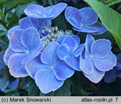 Hydrangea macrophylla Sugar Baby