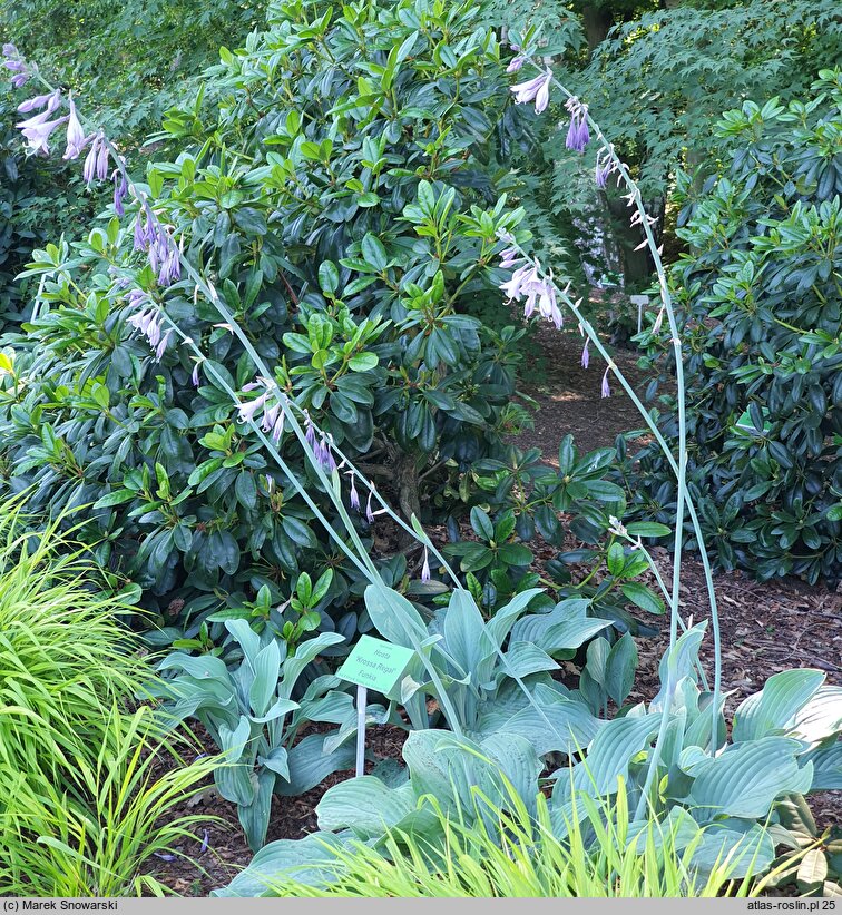 Hosta Krossa Regal