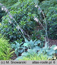 Hosta Krossa Regal