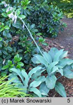 Hosta Krossa Regal