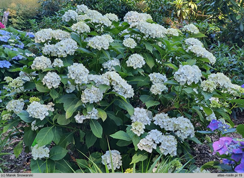 Hydrangea macrophylla Magical Noblesse