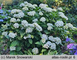 Hydrangea macrophylla Magical Noblesse