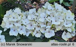 Hydrangea macrophylla Magical Noblesse