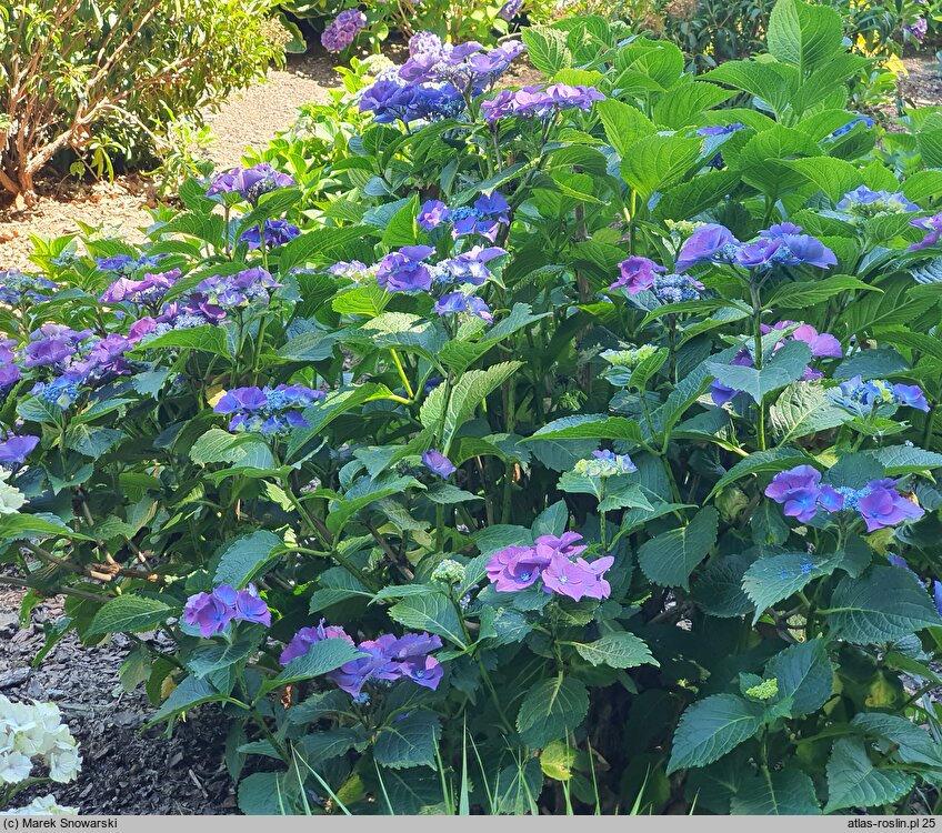 Hydrangea macrophylla Gimpel