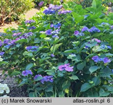 Hydrangea macrophylla Gimpel