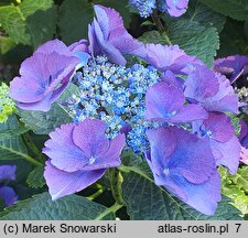 Hydrangea macrophylla Gimpel