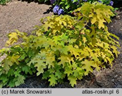 Hydrangea quercifolia Little Honey