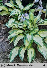 Hosta Orange Marmalade