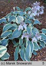 Hosta First Frost