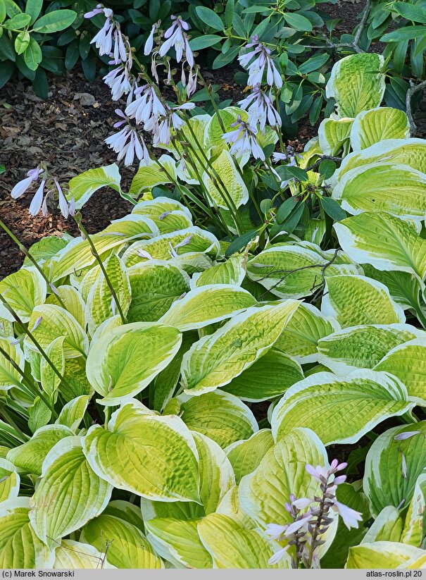 Hosta American Dream