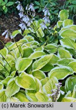 Hosta American Dream