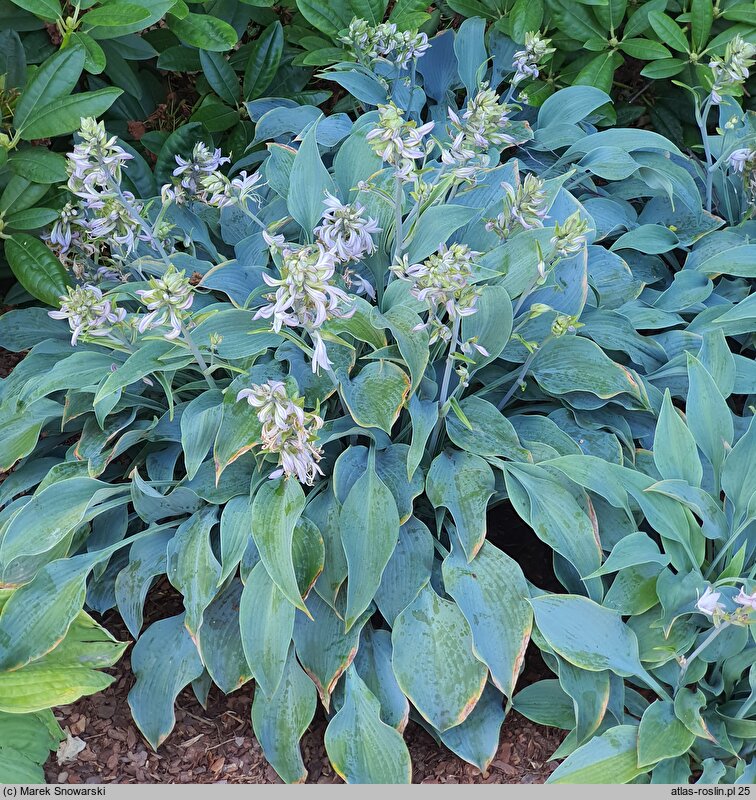 Hosta Blue Wedgwood