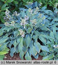 Hosta Blue Wedgwood