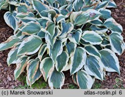 Hosta Blue Ivory