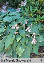 Hosta Azure Snow