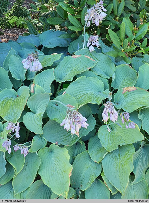 Hosta Azure Snow