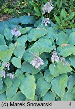 Hosta Azure Snow