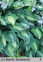 Hosta Snake Eyes