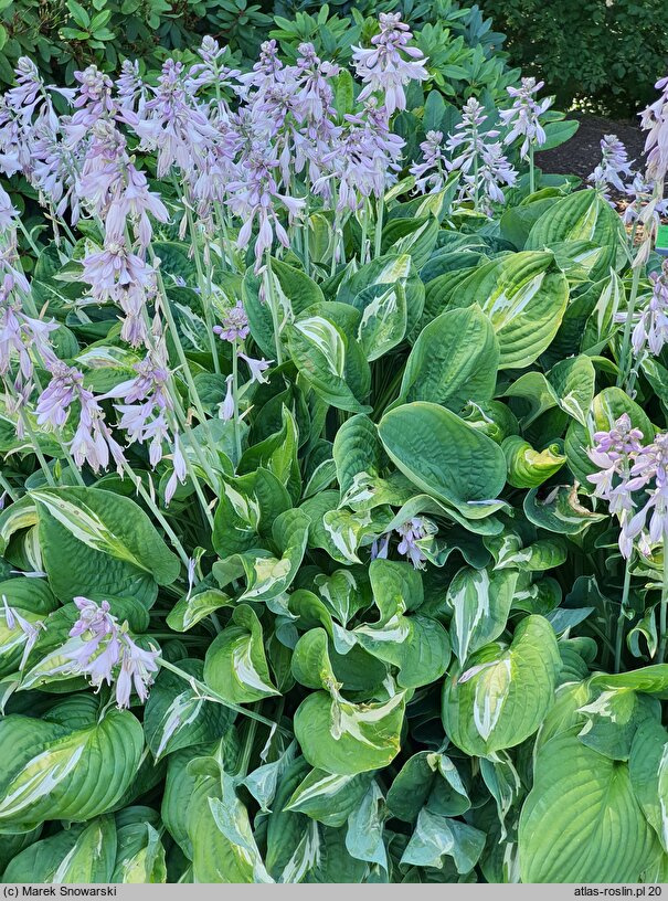 Hosta Snake Eyes