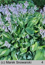 Hosta Snake Eyes