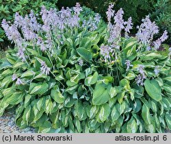 Hosta Snake Eyes