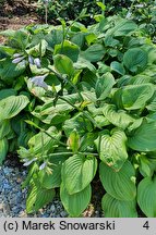 Hosta Emerald Charger