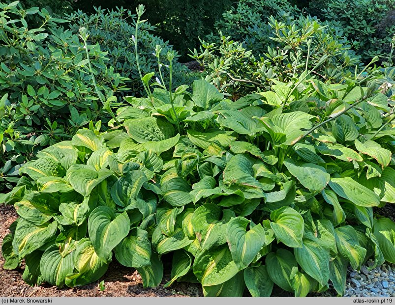 Hosta Emerald Charger