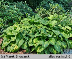 Hosta Emerald Charger