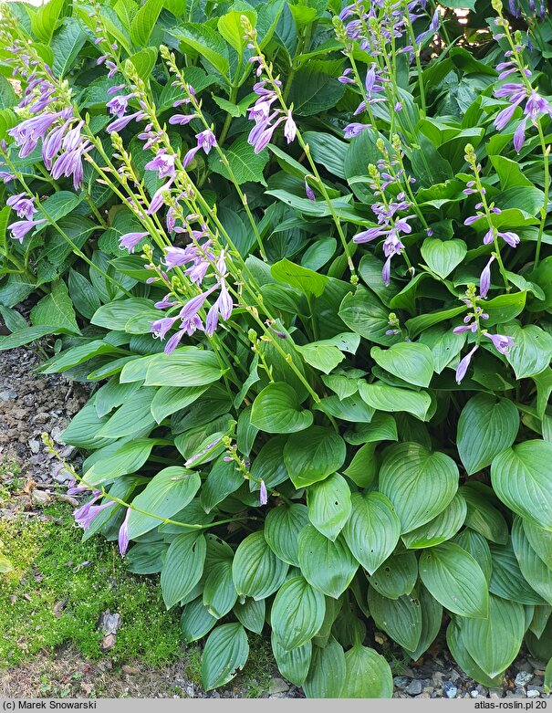 Hosta clausa var. stolonifera