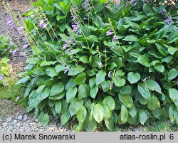 Hosta clausa var. stolonifera