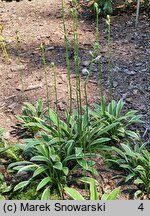 Hosta rectifolia var. chionea (funkia prostolistna)