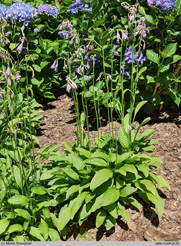 Hosta ×sieboldii (funkia białobrzega)