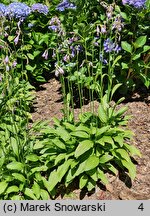 Hosta ×sieboldii (funkia białobrzega)