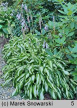 Hosta Undulata Univittata