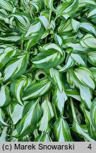 Hosta Undulata Univittata