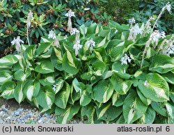 Hosta Ann Kulpa