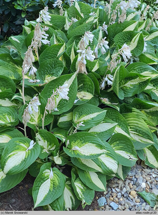 Hosta Ann Kulpa