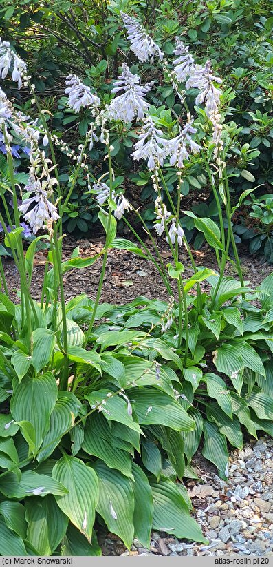 Hosta longipes (funkia długoszypułkowa)