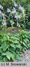 Hosta longipes (funkia długoszypułkowa)