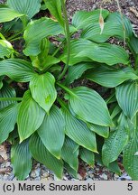 Hosta longipes (funkia długoszypułkowa)