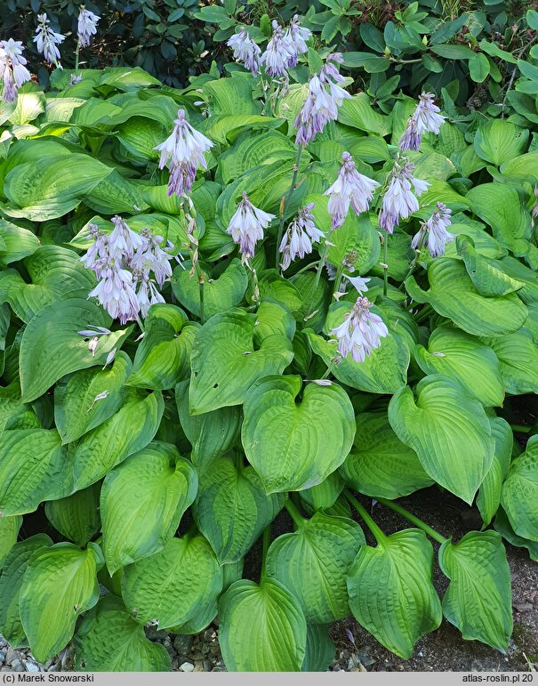 Hosta Midwest Magic