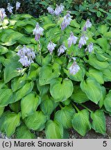 Hosta Midwest Magic