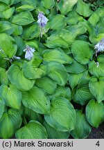 Hosta Midwest Magic