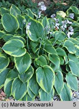 Hosta Sundance