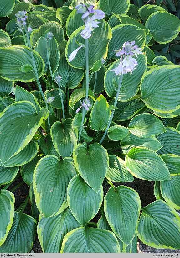 Hosta Sundance