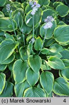 Hosta Sundance