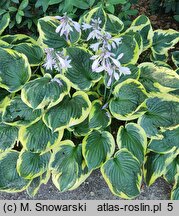 Hosta Twilight