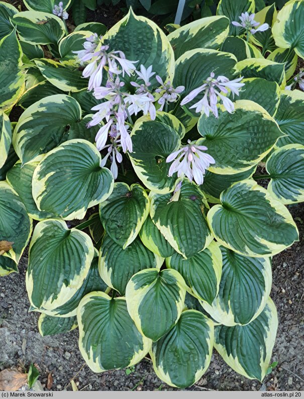 Hosta Twilight